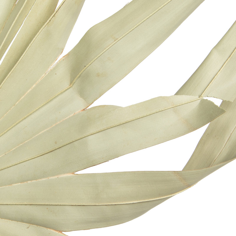 Natural Botanicals 32-40 "Feuille de palmier séchée naturelle non coupée - 12 tiges / poly-sac. Séché et préservé.