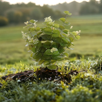 Faux plante d'eucalyptus