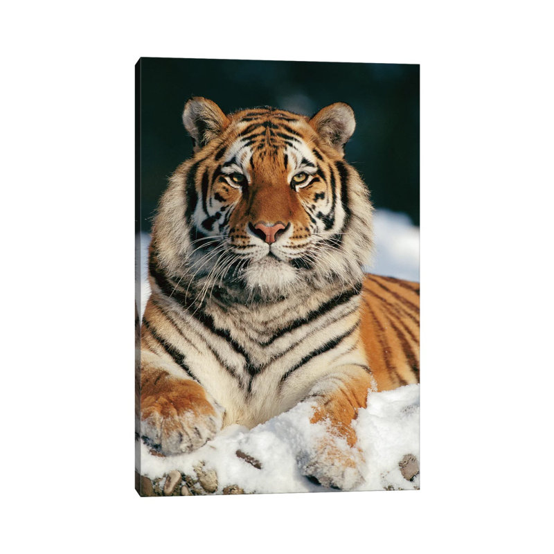 Siberian Tiger In Snow, Siberian Tiger Park, Harbin, China by Konrad Wothe - Wrapped Canvas Print