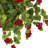 Geranium Hanging Basket Arrangement in Basket