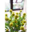 Tige de pompon artificielle-2067637643