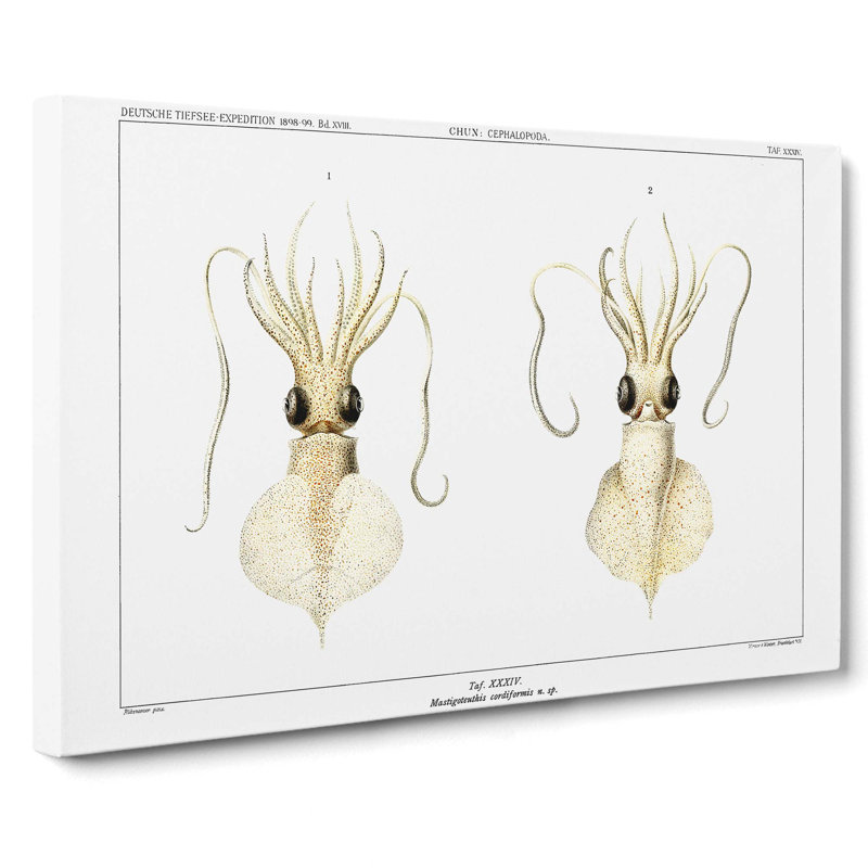 Love Heart Squid by Carl Chun - Wrapped Canvas Painting, 40cm H x 60cm W x 3cm D