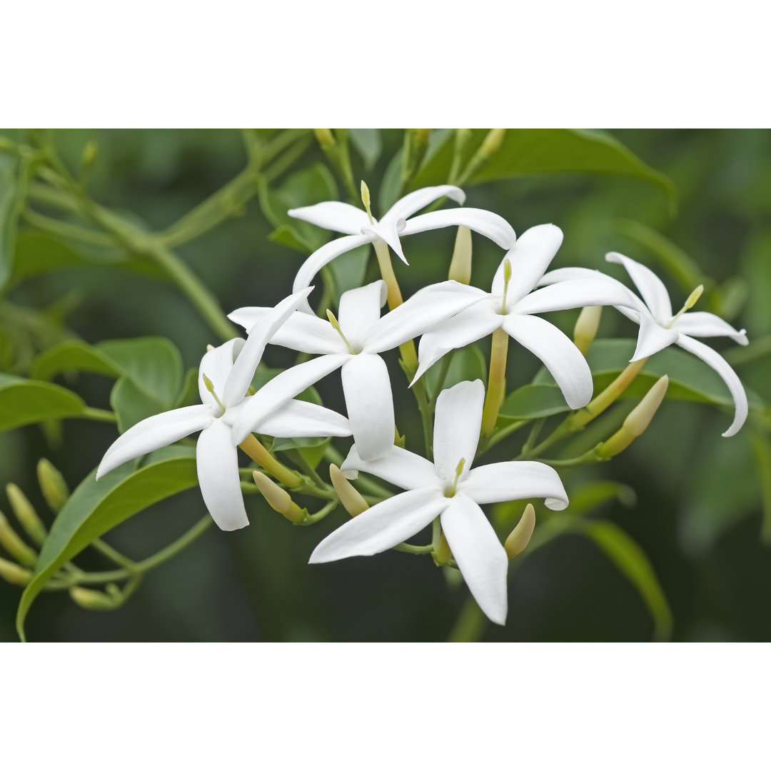 Leinwandbild Twisted Jasmine Flowers