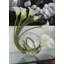 Crosswinds Calla Lilies Centerpiece in Vase-231463838