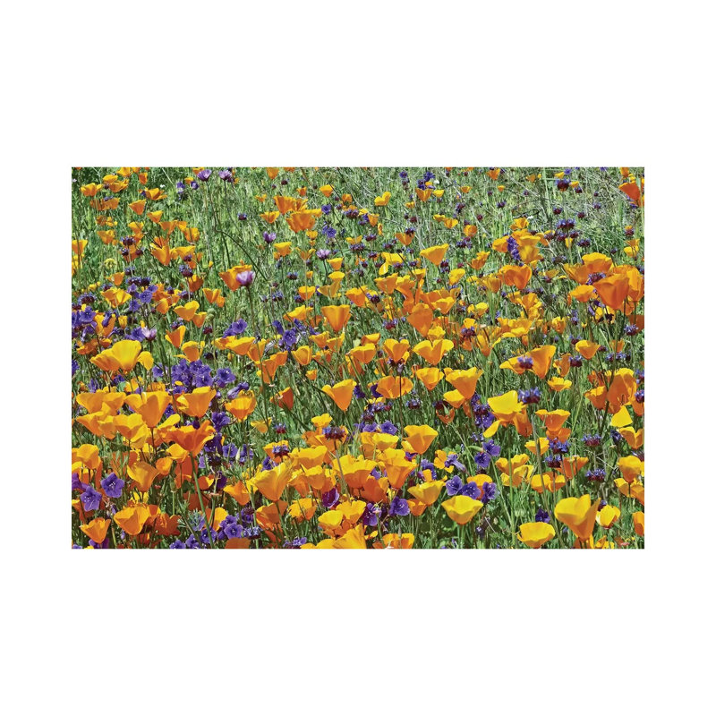 California Poppy And Desert Bluebell Flowers, Antelope Valley, California I by Tim Fitzharris - Wrapped Canvas Print