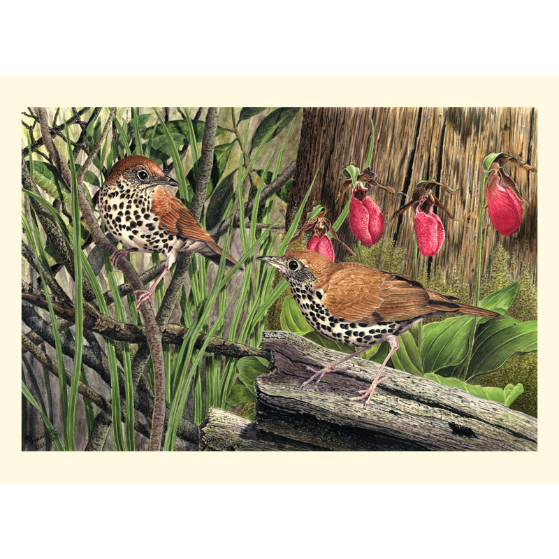 Thrush by Al Dornish - Wrapped Canvas Art Prints, 51cm H x 76cm W