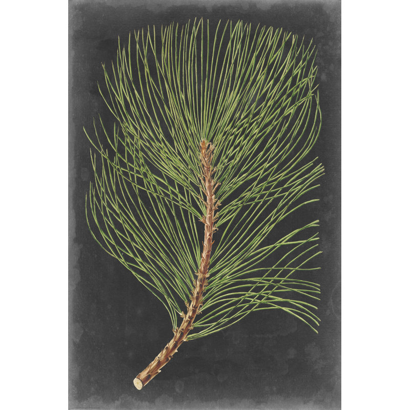 «Dramatic Pine III» par Vision Studio, reproduction d'art sur toile tendue, H 36 po x l 24 po, Papier avec cadre unique doré