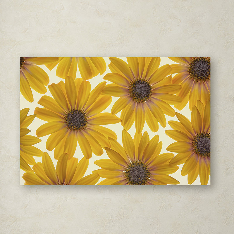 « yellow cape marguerites », reproduction de photo sur toile tendue, H 12 po x l 19 po x P 2 po