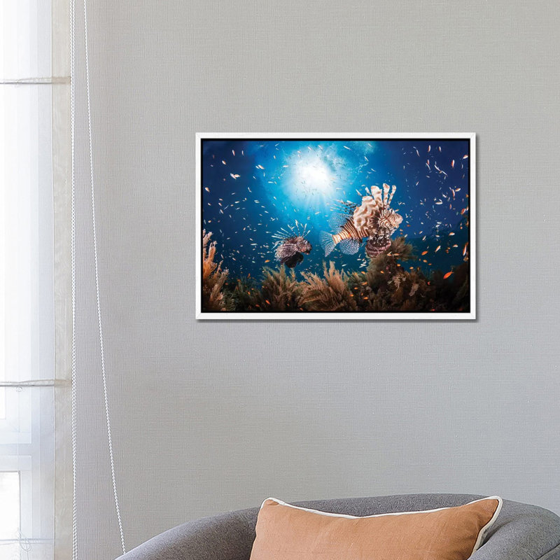 Lionfish by Barathieu Gabriel - Print on Canvas, 45.72cm H x 66.04cm W x 3.81cm D, White Framed