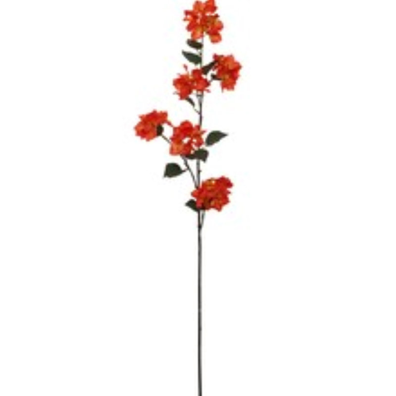 Bougainvillée