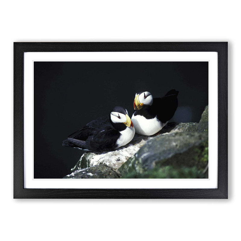 Atlantic Puffins Framed Photographic - Framed Print, Black