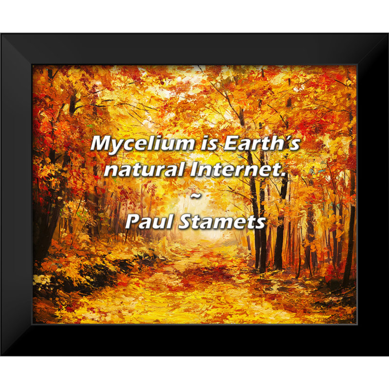 Citation de Paul Stamets: Le mycélium, c'est Internet naturel de la Terre.