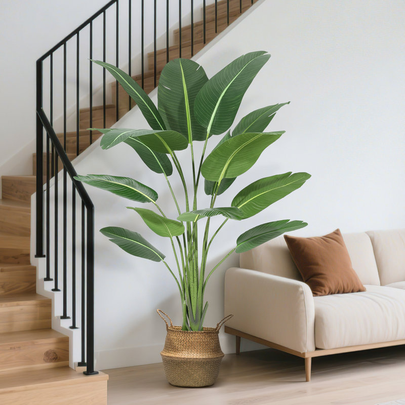 7.09cm Plant