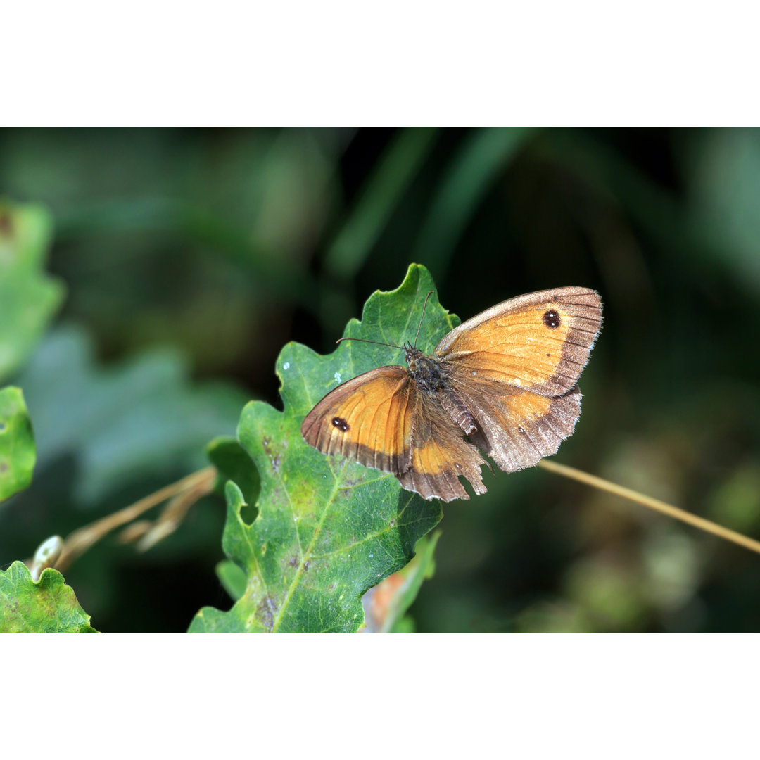 Schmetterling - Foto ohne Rahmen auf Leinwand