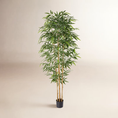 Bamboo Tree in Pot