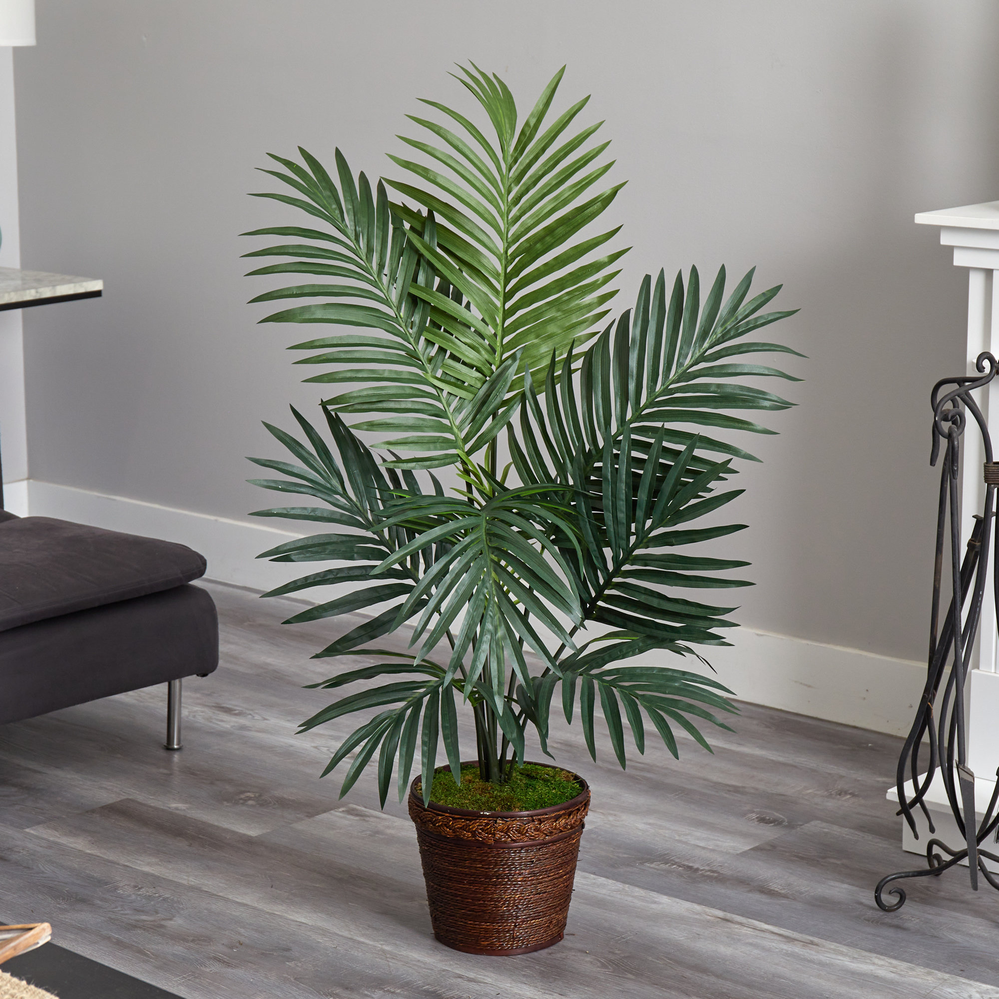 majesty philodendron Philodendron Majesty  Lost in the Forrest