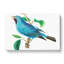 Blue Chatterer Bird by George Shaw - Wrapped Canvas-55304555