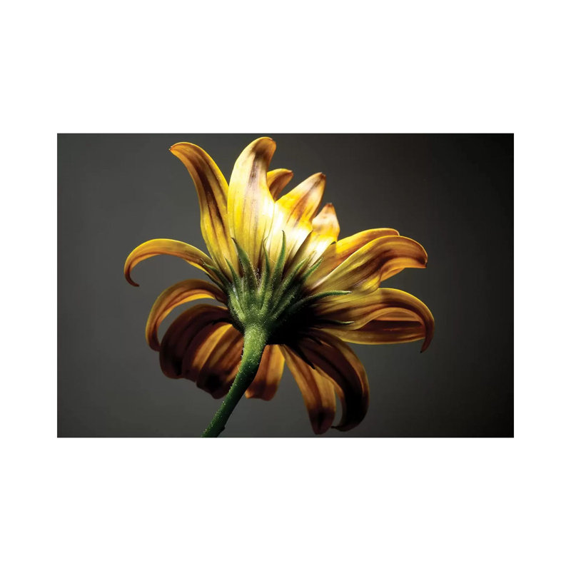Studio Flowers III by James McLoughlin - Wrapped Canvas Print, 20.32 cm H x 30.48 cm W