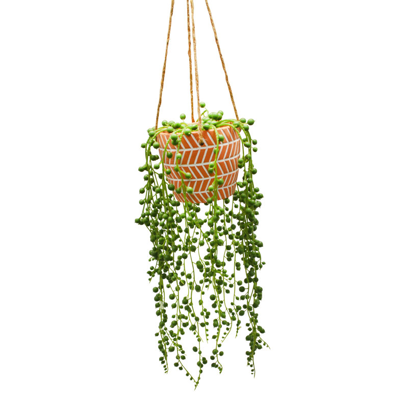 15" String of Pearls in Hanging Planter