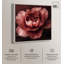 «Velvety Richness I», art floral sur toile par Art Remedy-115023005-115023016