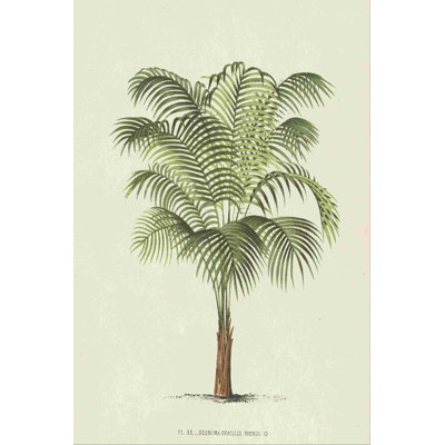 Les Palmiers II