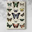 Flutterbys II - Cavas enveloppés de galerie-85924578