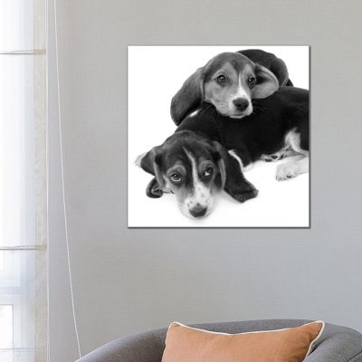 1960s Two Adorable Sad Eyed Beagle Puppies Lying One on Top the Other 1 Piece Wrapped Canvas Wall Art