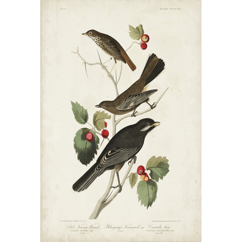 Pl 419 Little Tawny Thrush by John Audubon - Wrapped Canvas Painting, 122cm H x 81cm W
