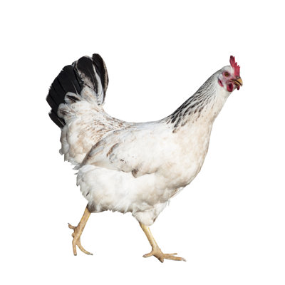 Poule par Lalocracio