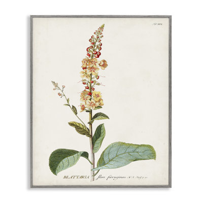 "Botanical Plant Illustration Flowers", impression sur toile par World Art Group