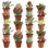20 Piece Costa Farms Live Mini Succulent Low Maintenance Plant in Plastic Nursery Pot
