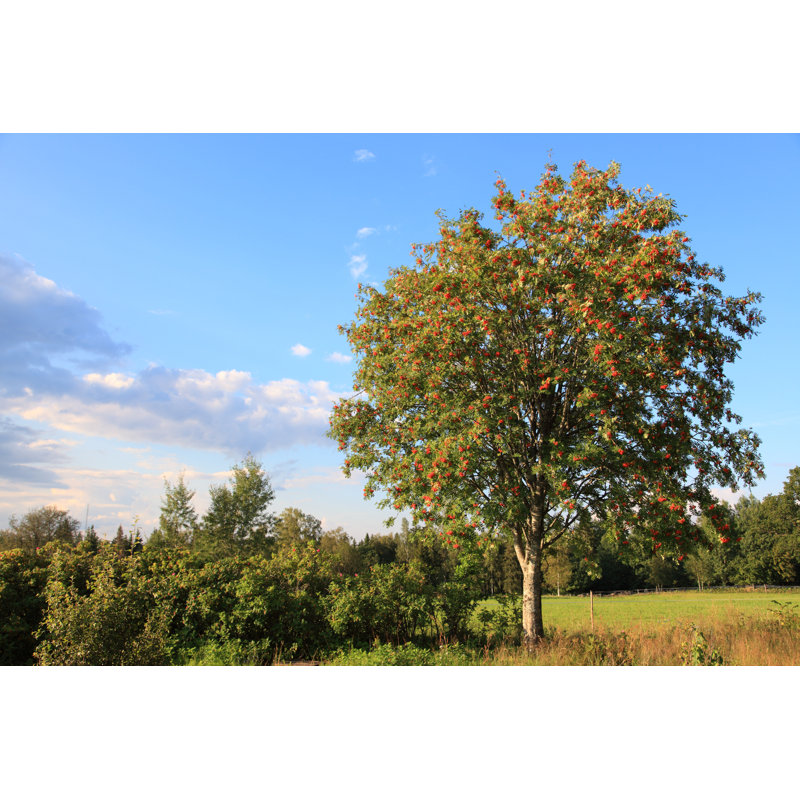 Rowan Tree In Beautiful Rural Sweden by Pejft - No Frame Print on Canvas, 81cm H x 122cm W