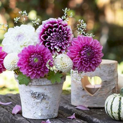 Serviettes en pot Dahlias pour 20 invités