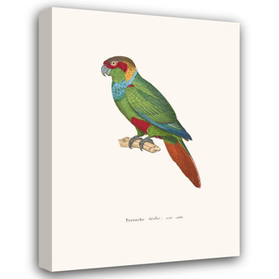 «Tiriba Parakeet» par Coenraad Jacob Temminck - Art mural sur toile tendue avec châssis