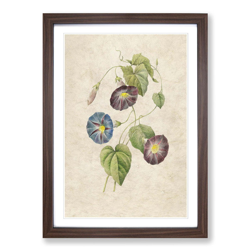 Morning Glory Flowers by Pierre-Joseph Redoute - Picture Frame Painting Print, Walnut Framed, 48cm H x 36cm W x 2cm D