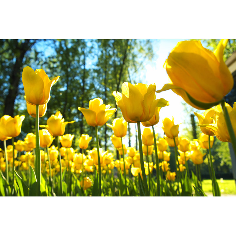 Yellow Tulips - Photographie sur toile tendue, H 32 po x l 48 po
