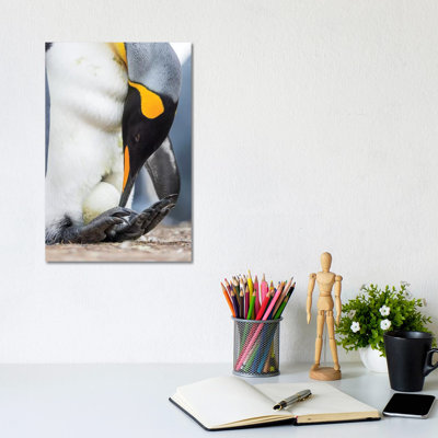 Egg Being Incubated by Adult While Balancing on Feet. King Penguin on Falkland Islands. 1 Piece Wrapped Canvas Wall Art