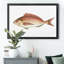 «Small Small Antique Fish III», reproduction d'art graphique sur toile encadrée-1550136866-1550136879