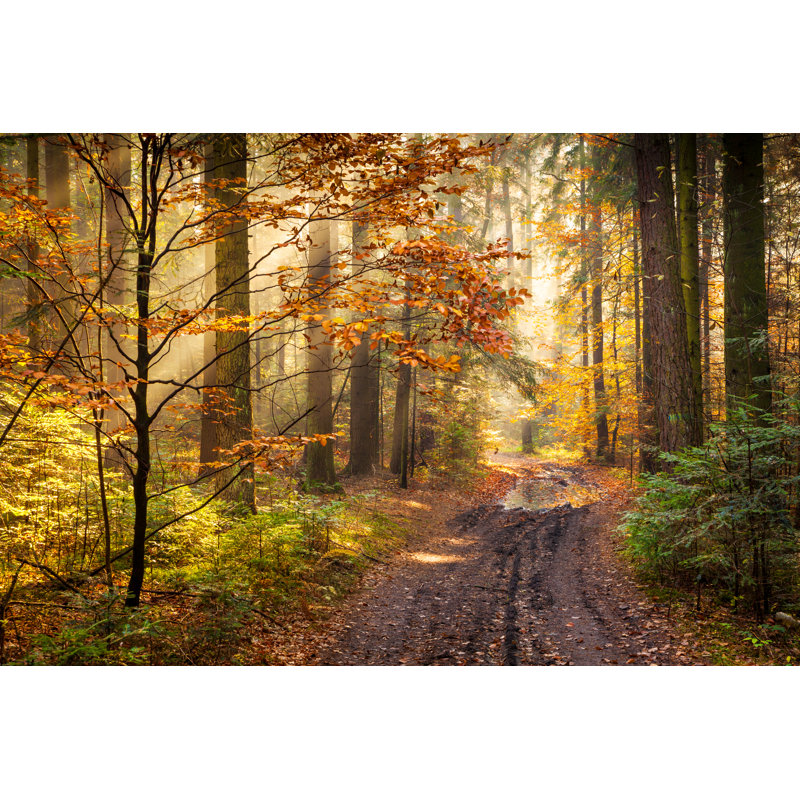 Forêt d'automne par Konradlew, H 32 po x l 48 po