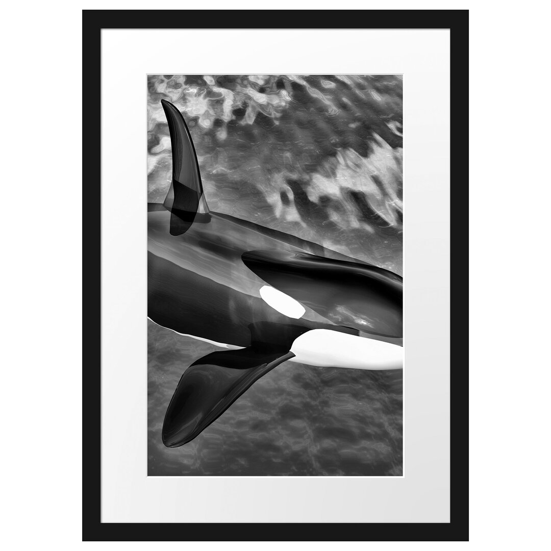 Gerahmtes Poster Orca im blauen Meer