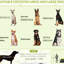 Tente pour chien Pop Up