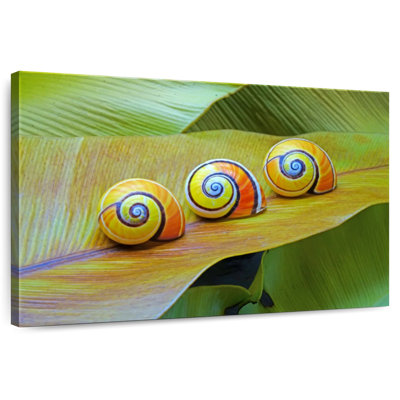 Brampt Cuban Snails