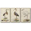 Antique Heron I, ensemble de 3 toiles encadrées sur toile-97759473-97759469