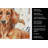 Red Brown Dachshund Coffee Bar Kitchen Towel-1168063361