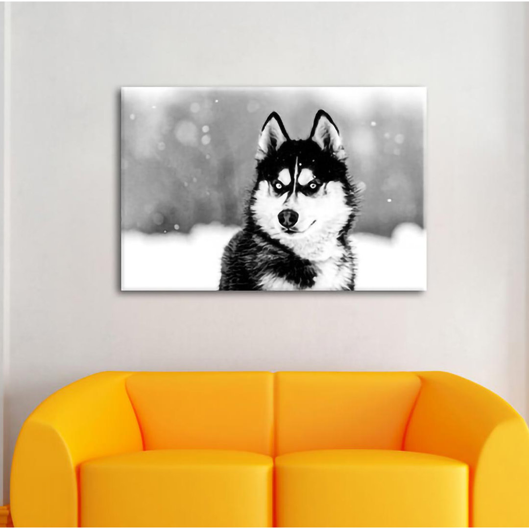 Leinwandbild Husky mit verschiedenen Augenfarben