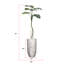 Plante de 79 po