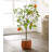 Cora 33.07'' Faux Orange Tree in Freestanding