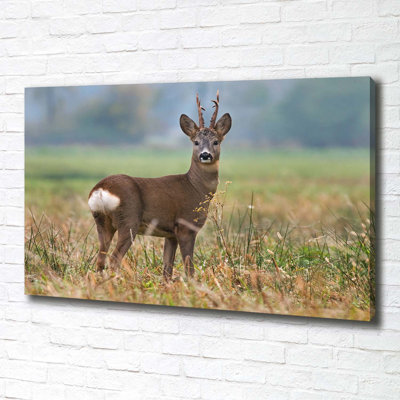 Roe - Wrapped Canvas Print