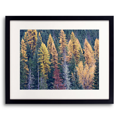 Autumn Tamarack Forest Print by Bruce Heinemann