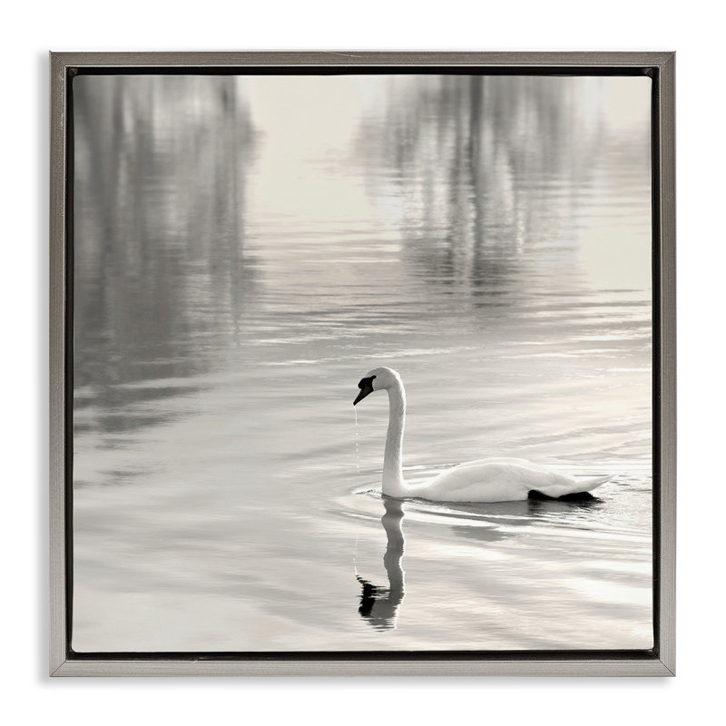Cadre flottant Morning Sunlit Swan, design par Nicholas Bell, H 25 po x l 25 po, Cadre flottant gris lustré